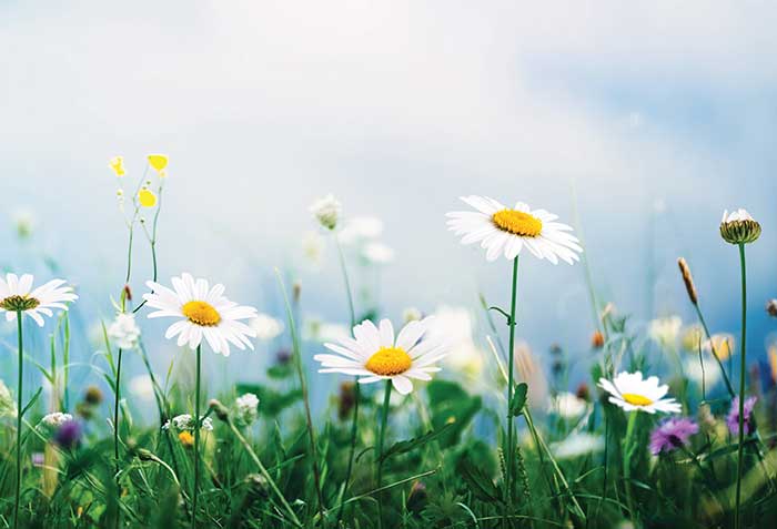 With Spring in the Air, States Renew Their Efforts to Allow Value-Added Products and Services